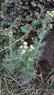 Image of Erigeron apiculatus Benth.