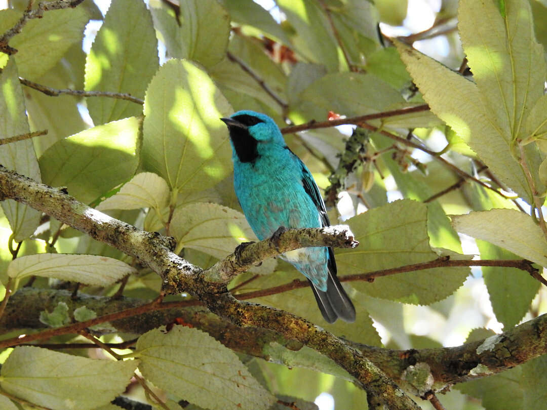 Image of Black-legged Dacnis