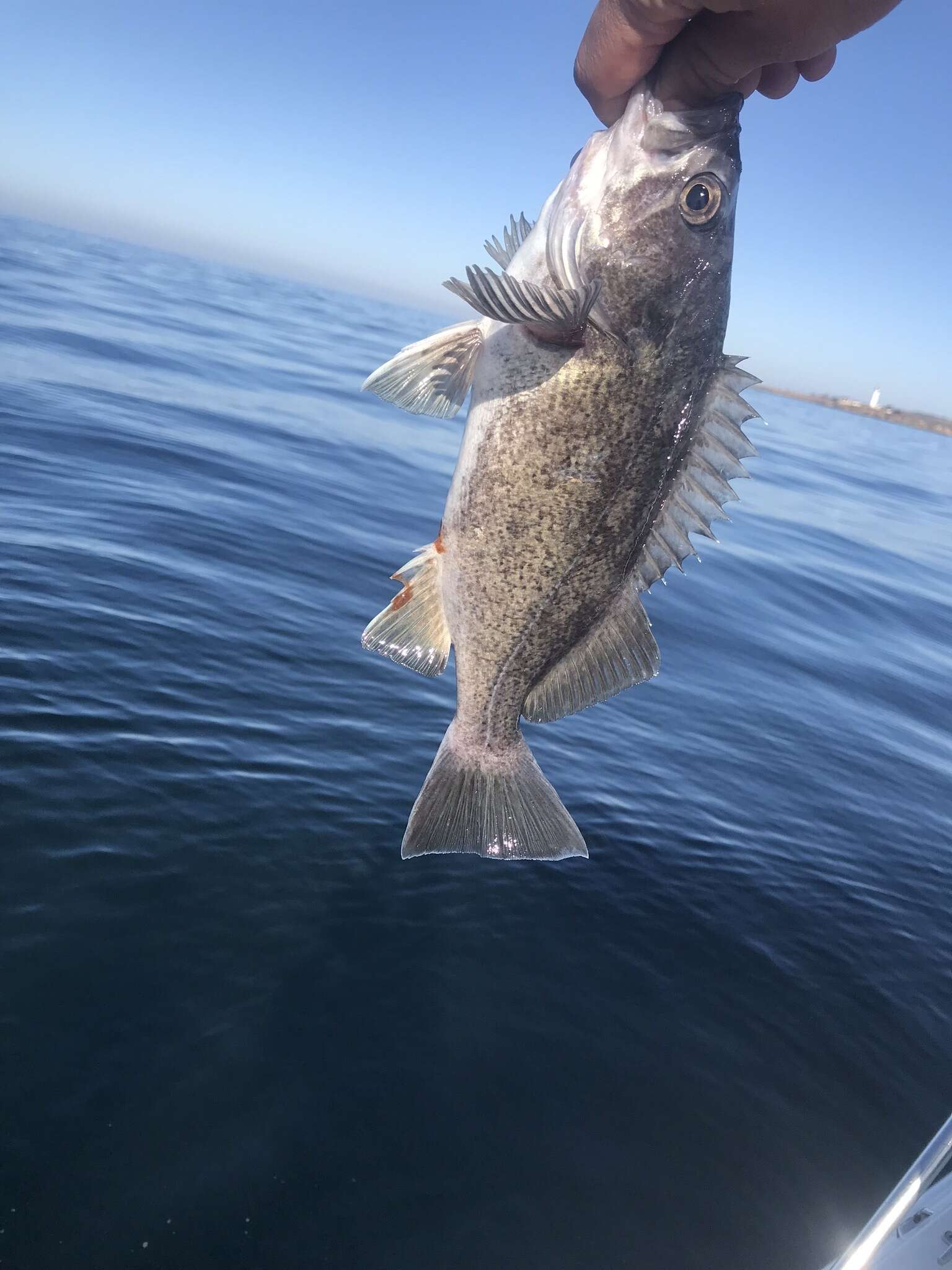 Image of Deacon rockfish