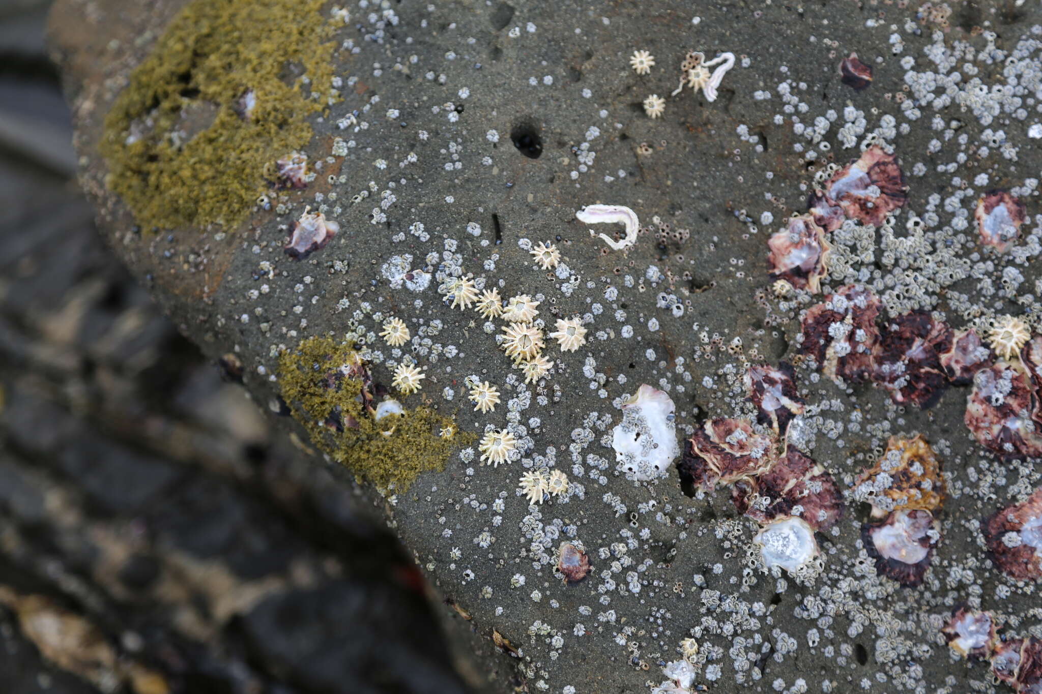 Image of New Zealand barnacle