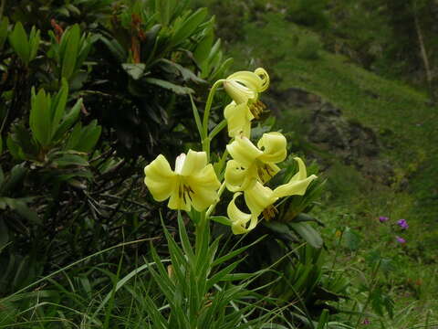 Image of Lilium kesselringianum Miscz.