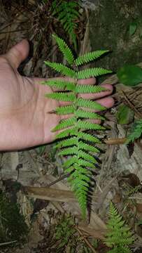 Imagem de Amauropelta glanduligera