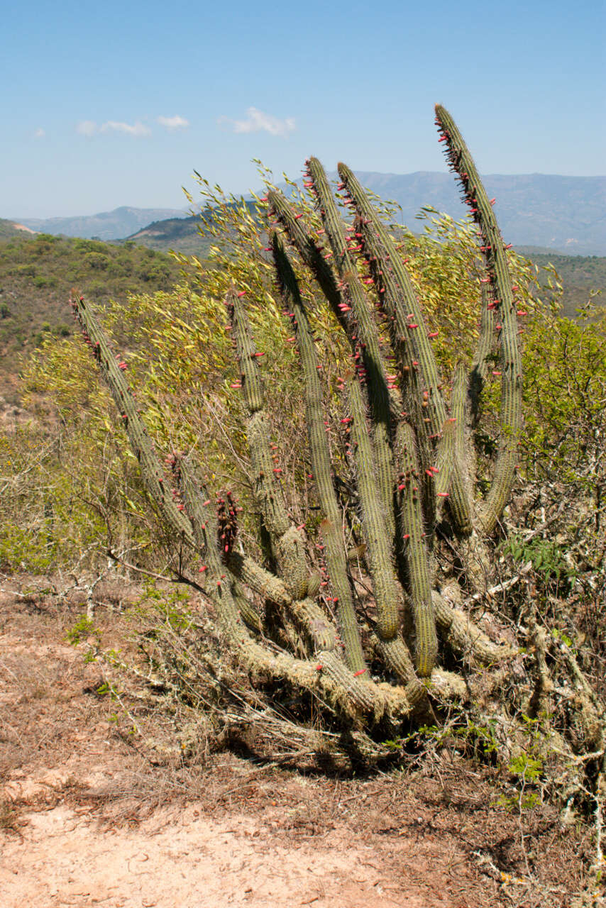 Plancia ëd Cleistocactus parviflorus (K. Schum.) Rol.-Goss.