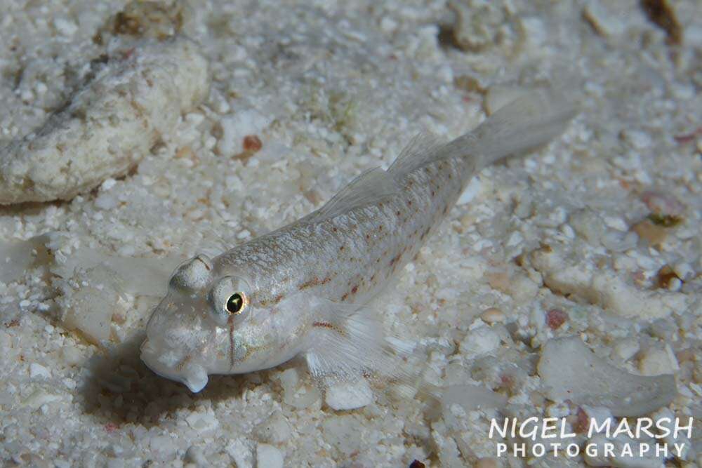 صورة Gnatholepis anjerensis (Bleeker 1851)