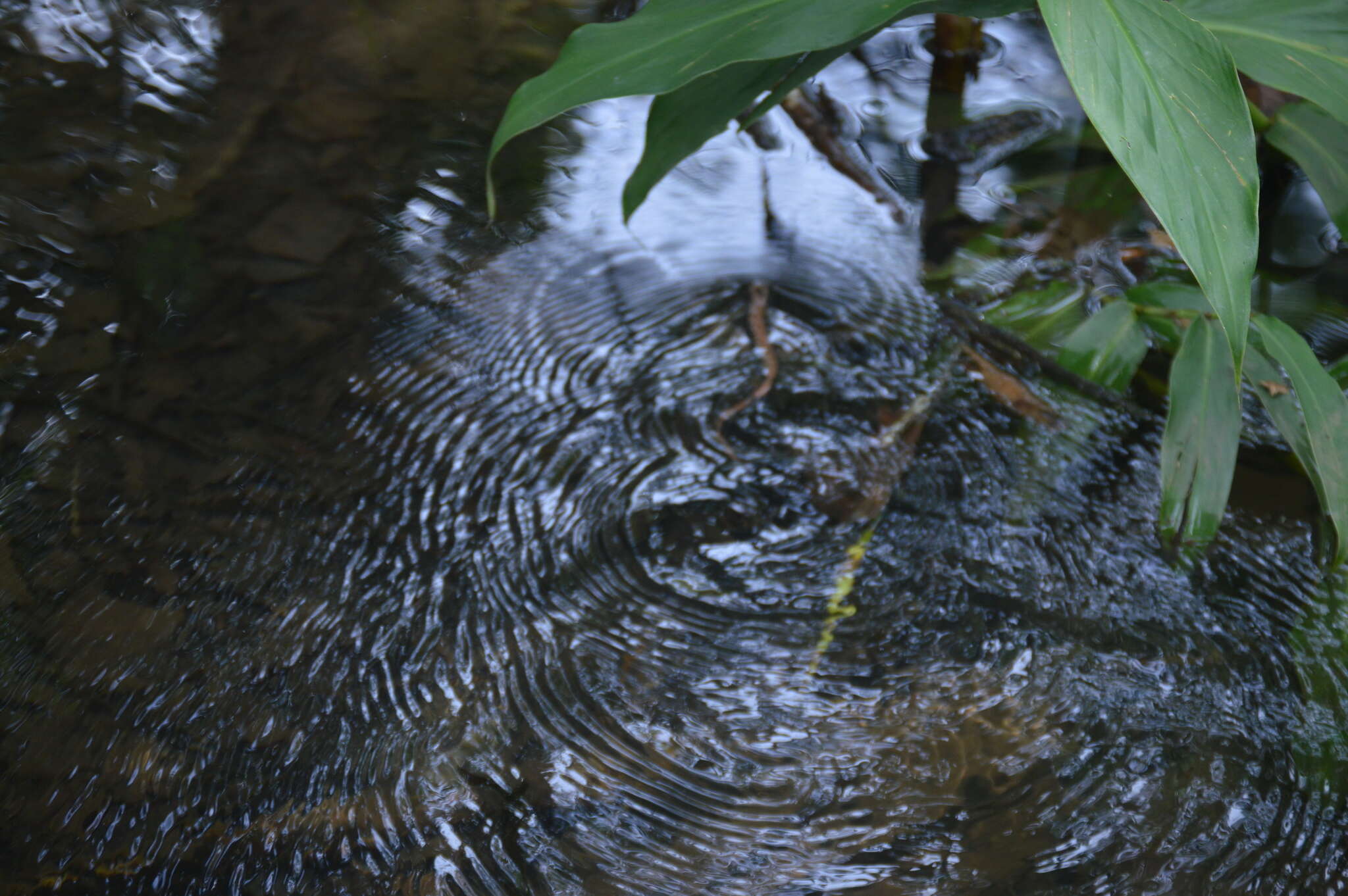 Image of Broadfoot Mushroomtongue Salamander