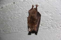 Image of Greater Mouse-eared Bat