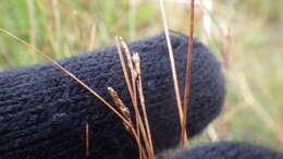 Image of Pacific Bog Sedge