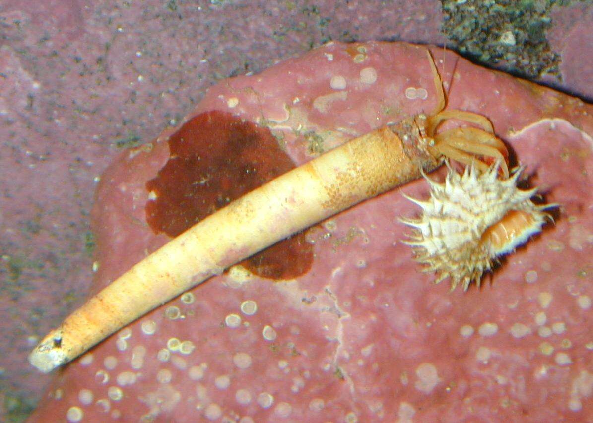 Image of toothshell hermit crab