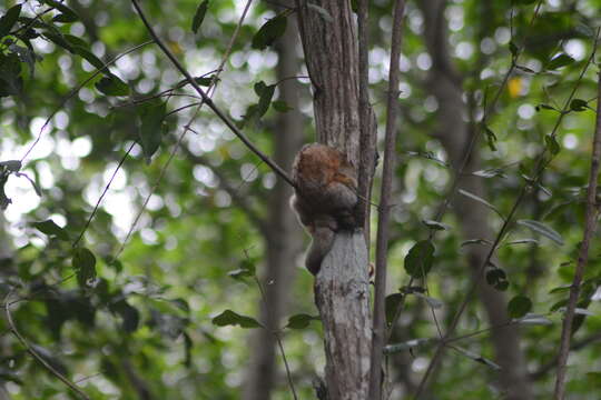 Image of silky anteaters