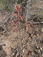 Image of Aloe monteiroi Baker