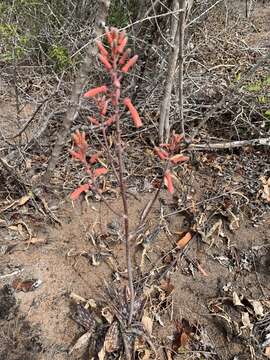 Image of Aloe monteiroi Baker