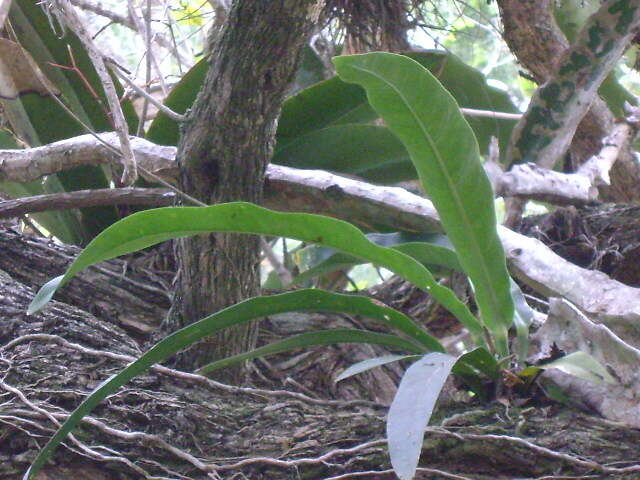 Image of Anthurium schlechtendalii subsp. schlechtendalii