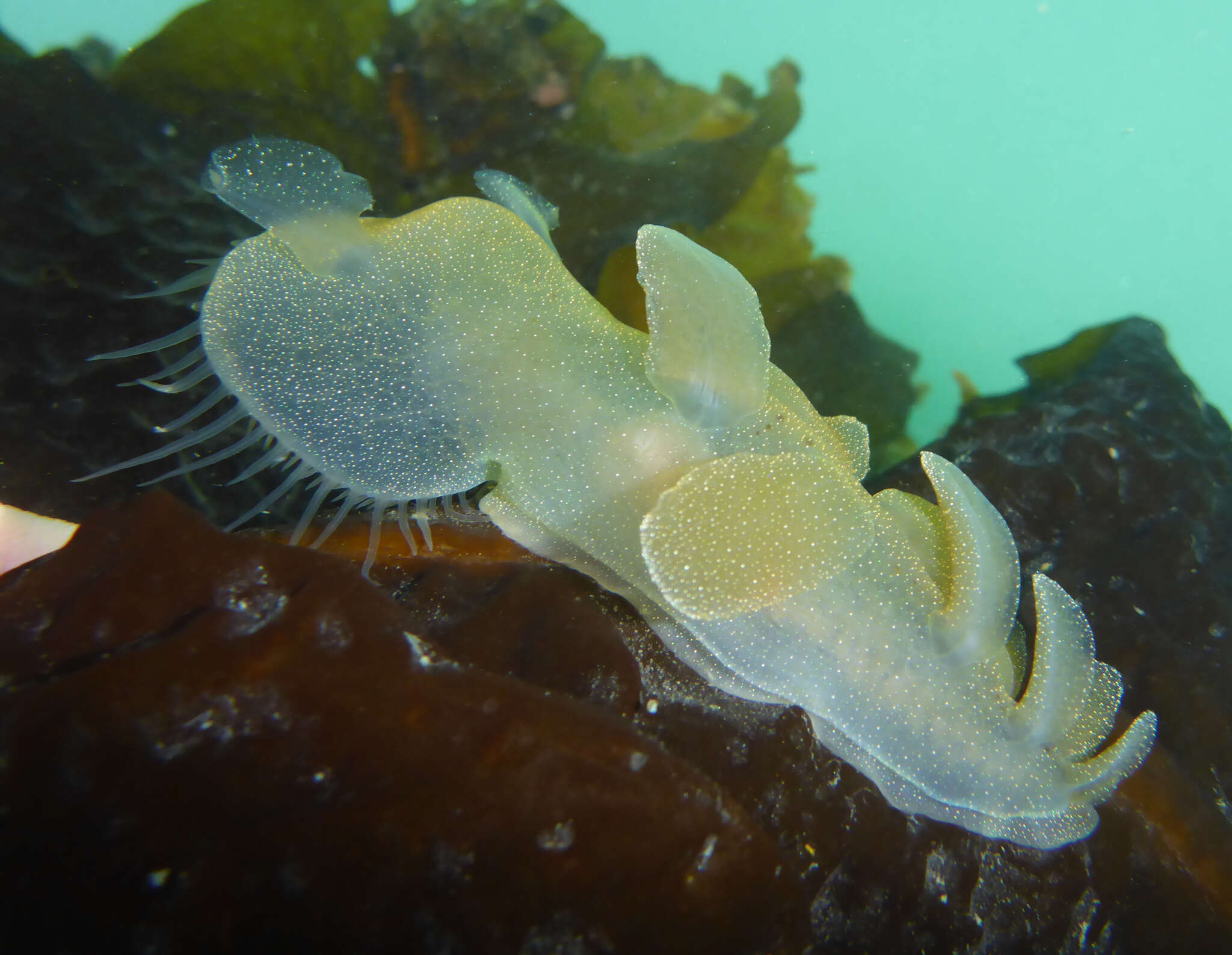 Image of Hooded sea slug