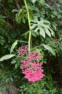 Image of Cissus biformifolia Standl.