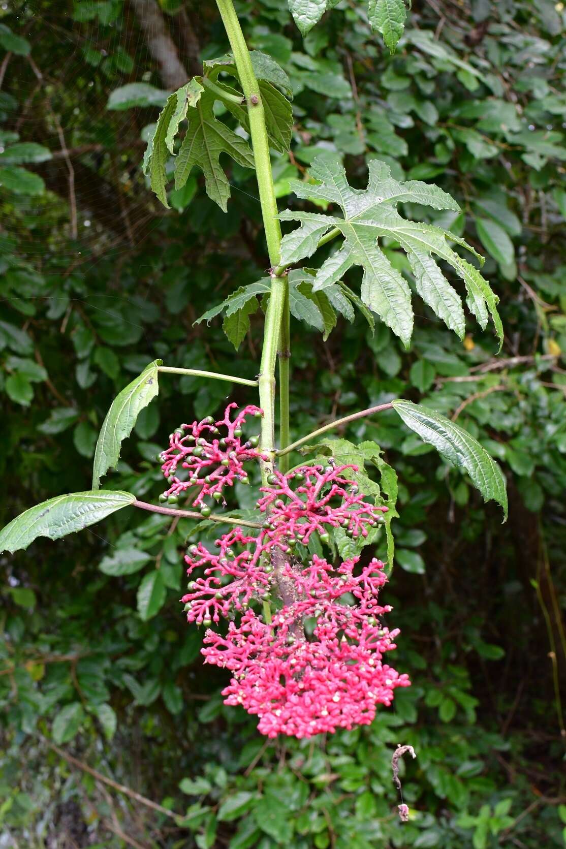 Image of Cissus biformifolia Standl.