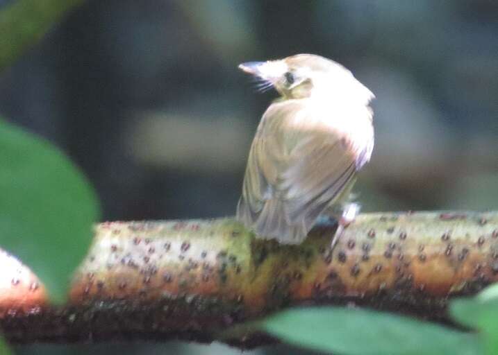 Image of Stub-tailed Spadebill