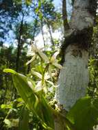 Слика од Prosthechea bulbosa (Vell.) W. E. Higgins