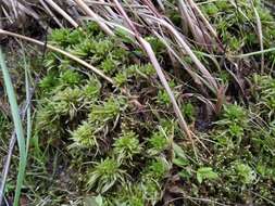 Image of Sphagnum tundrae Flatberg 1994