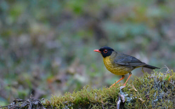 Image of Gould's Nightingale-Thrush