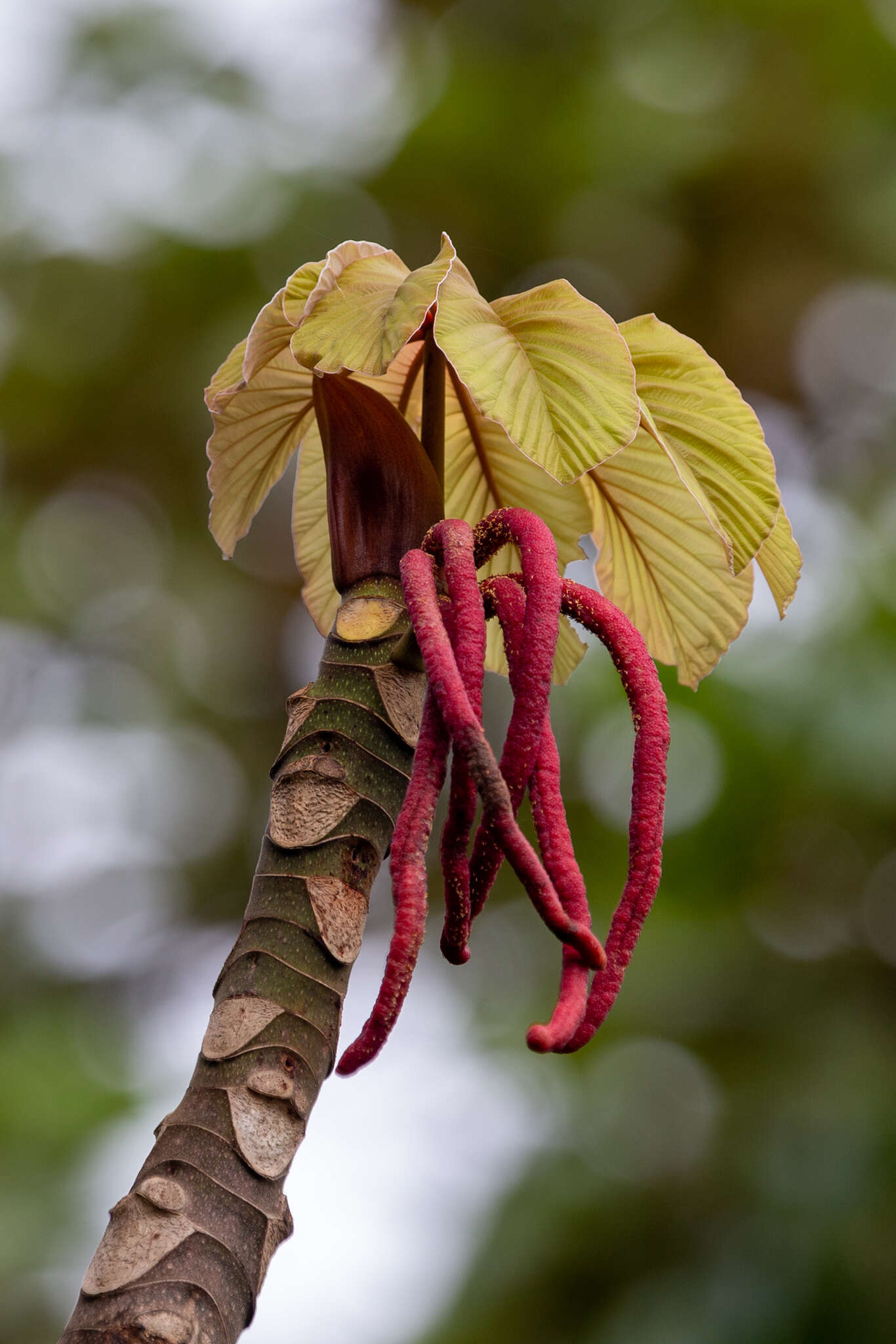 Cecropia glaziovii Snethlage的圖片