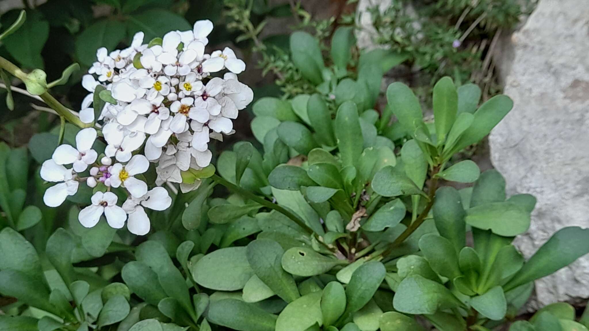 صورة Iberis semperflorens L.