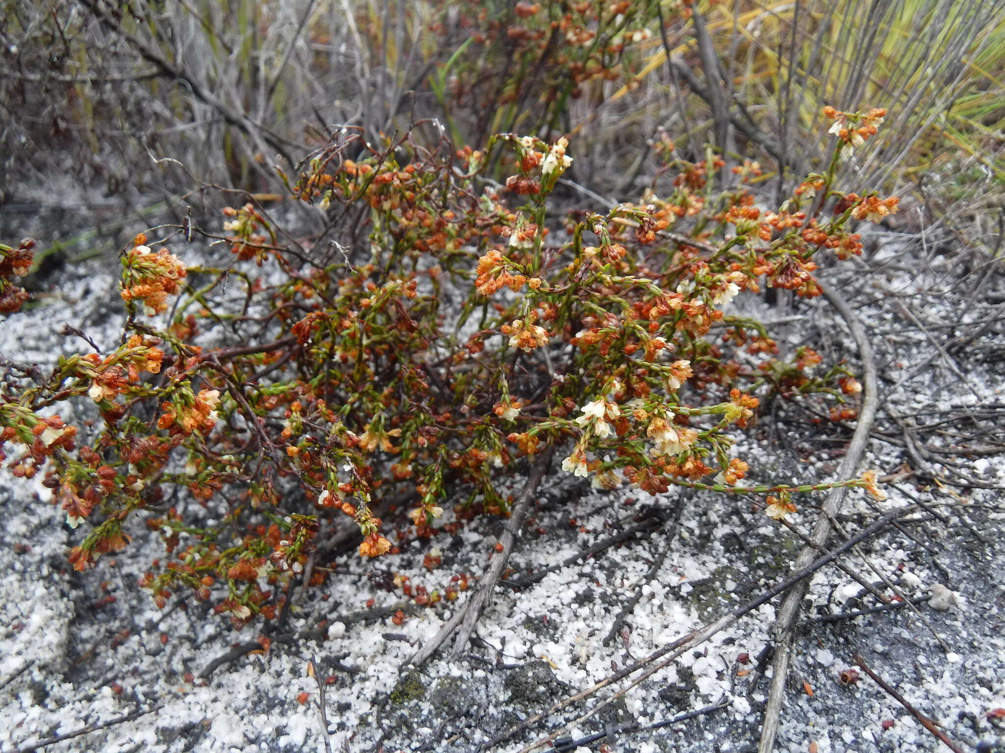 Image of Erica multiflexuosa E. G. H. Oliver