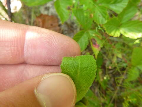 Image of Carolina frostweed