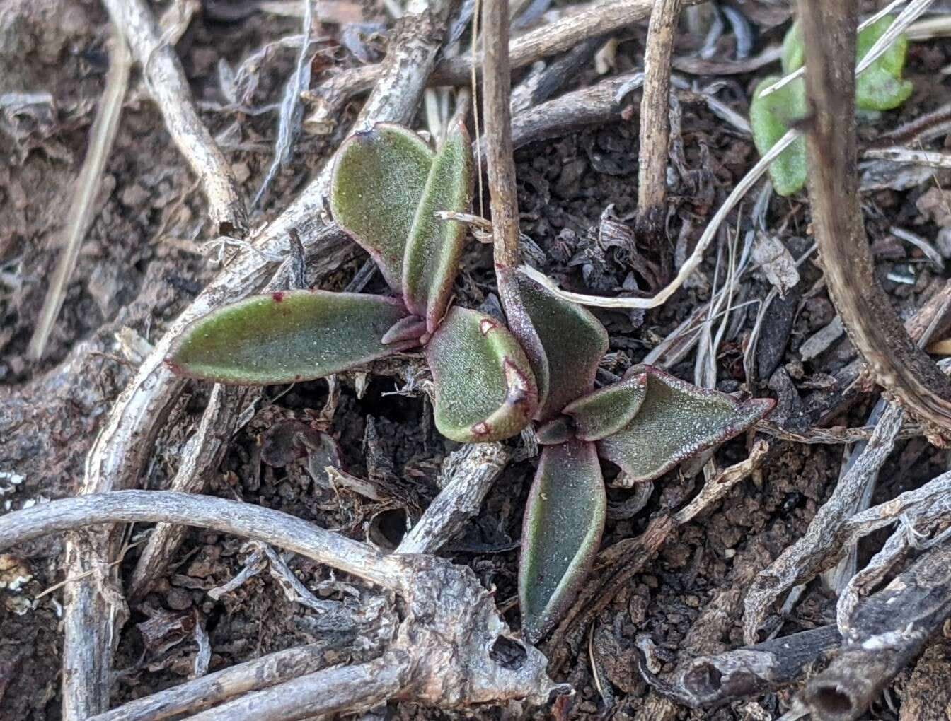 Image of Conejo dudleya