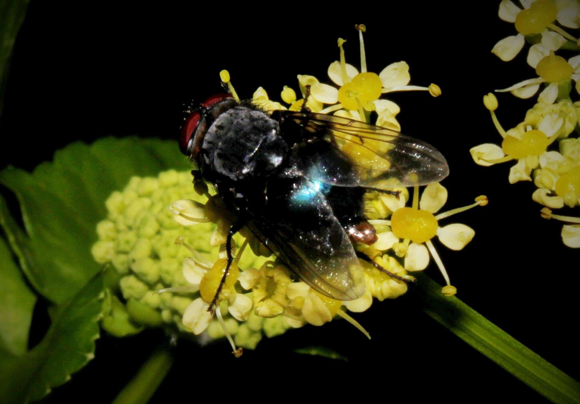 Image of Blue bottle fly