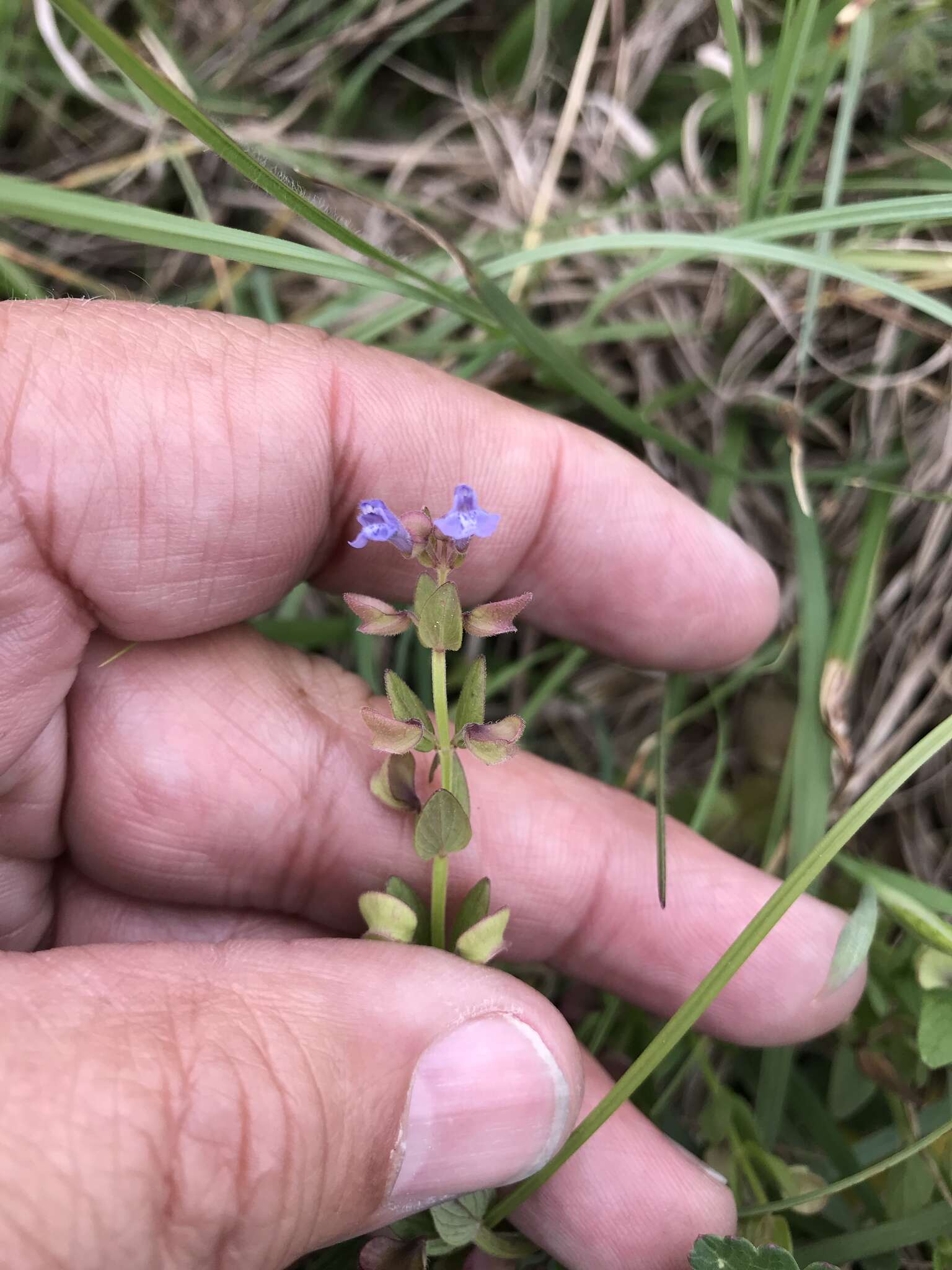 Scutellaria parvula Michx. resmi