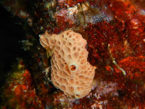 Hemimycale columella (Bowerbank 1874) resmi