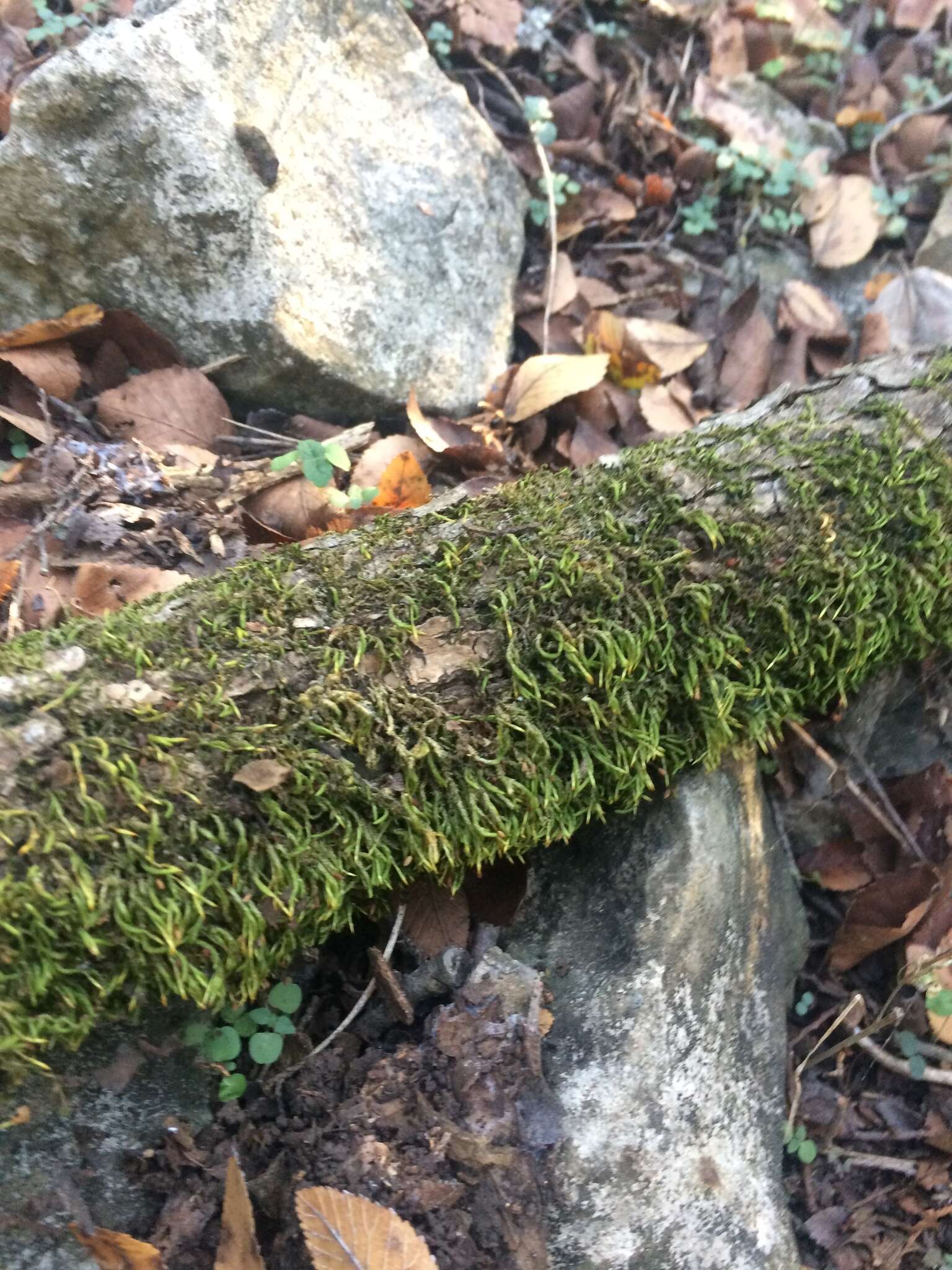 Image of leucodon moss