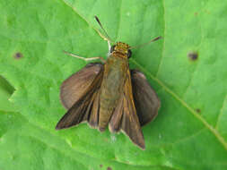 Image of Dun Sedge Skipper