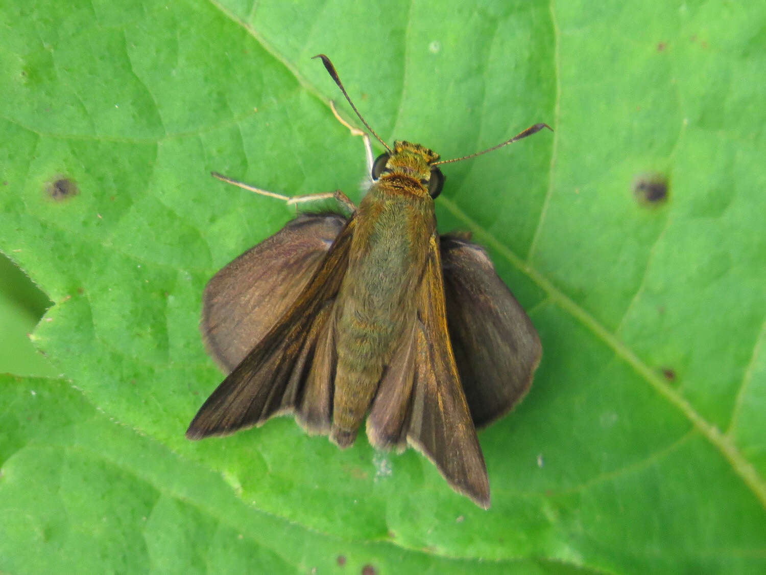 Image of Dun Sedge Skipper