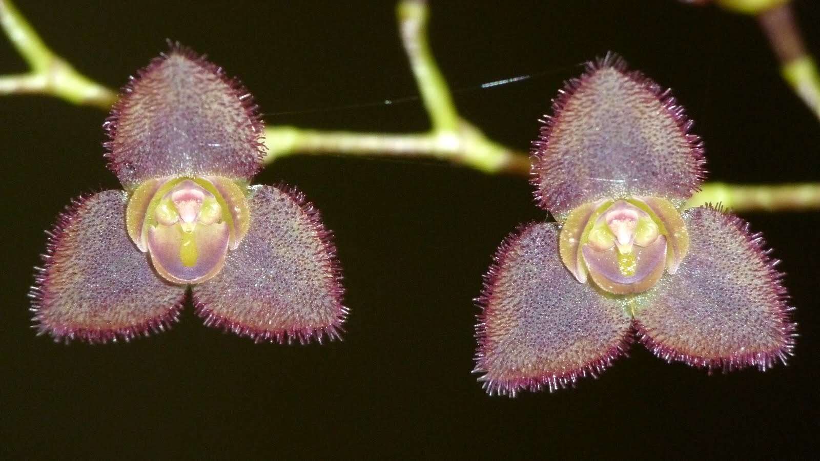 Image of Stelis argentata Lindl.