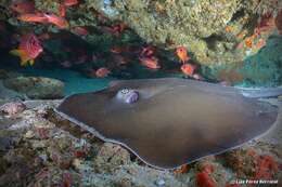 Image of Jenkins' Whipray