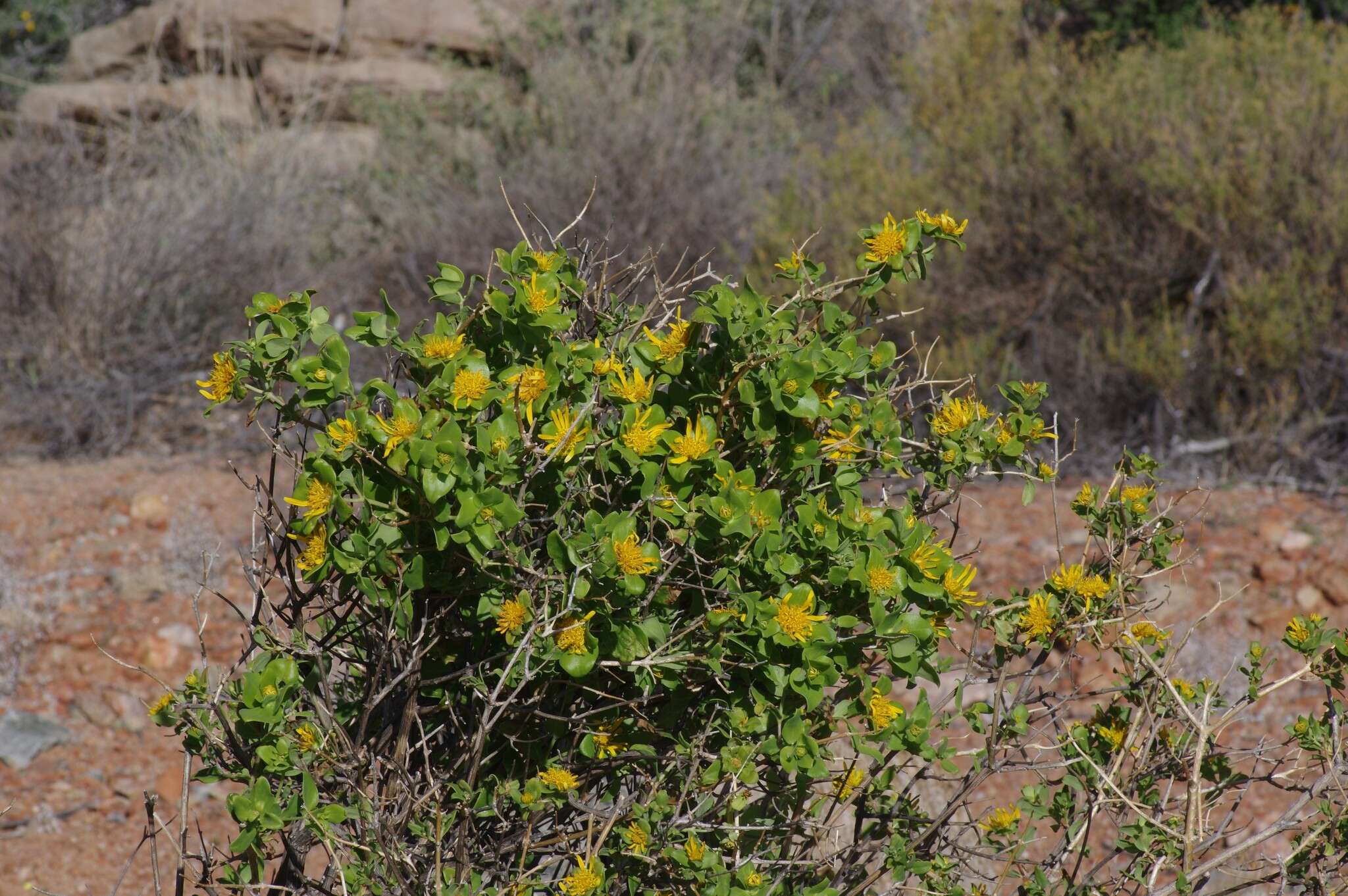 Image of Didelta spinosa (L. fil.) Ait.