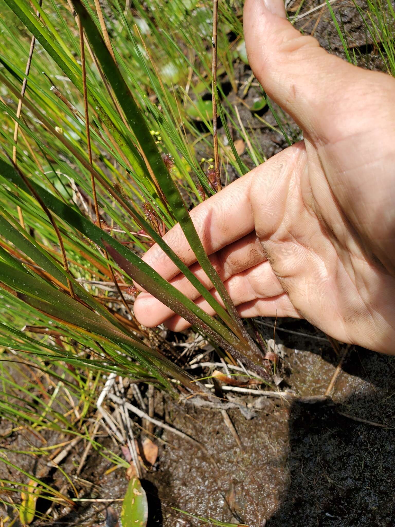 Image of northern yelloweyed grass