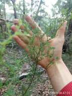 Plancia ëd Bossiaea obcordata (Vent.) Druce