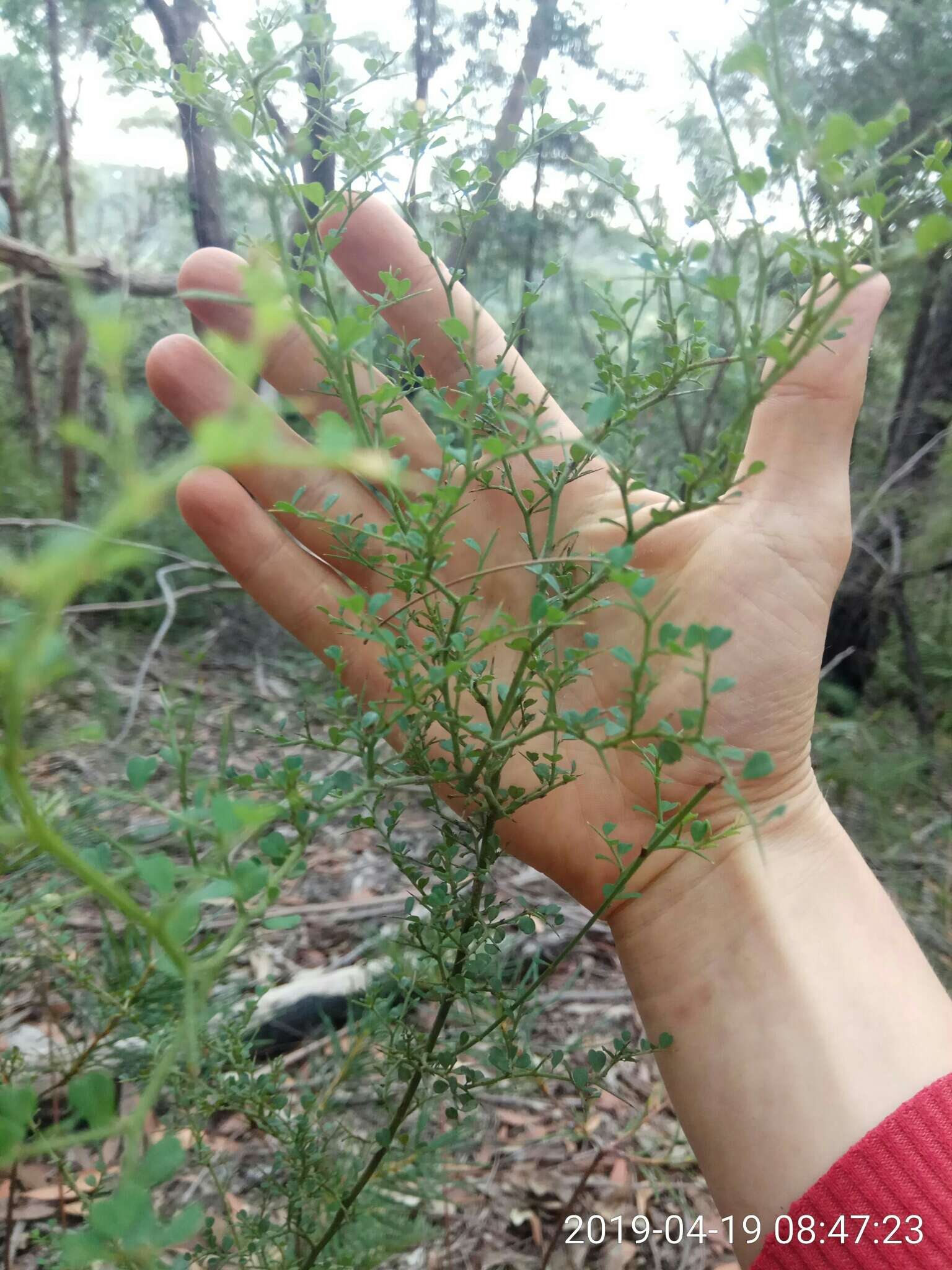 Sivun Bossiaea obcordata (Vent.) Druce kuva