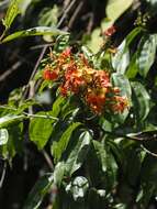 Image of Bauhinia kockiana var. kockiana