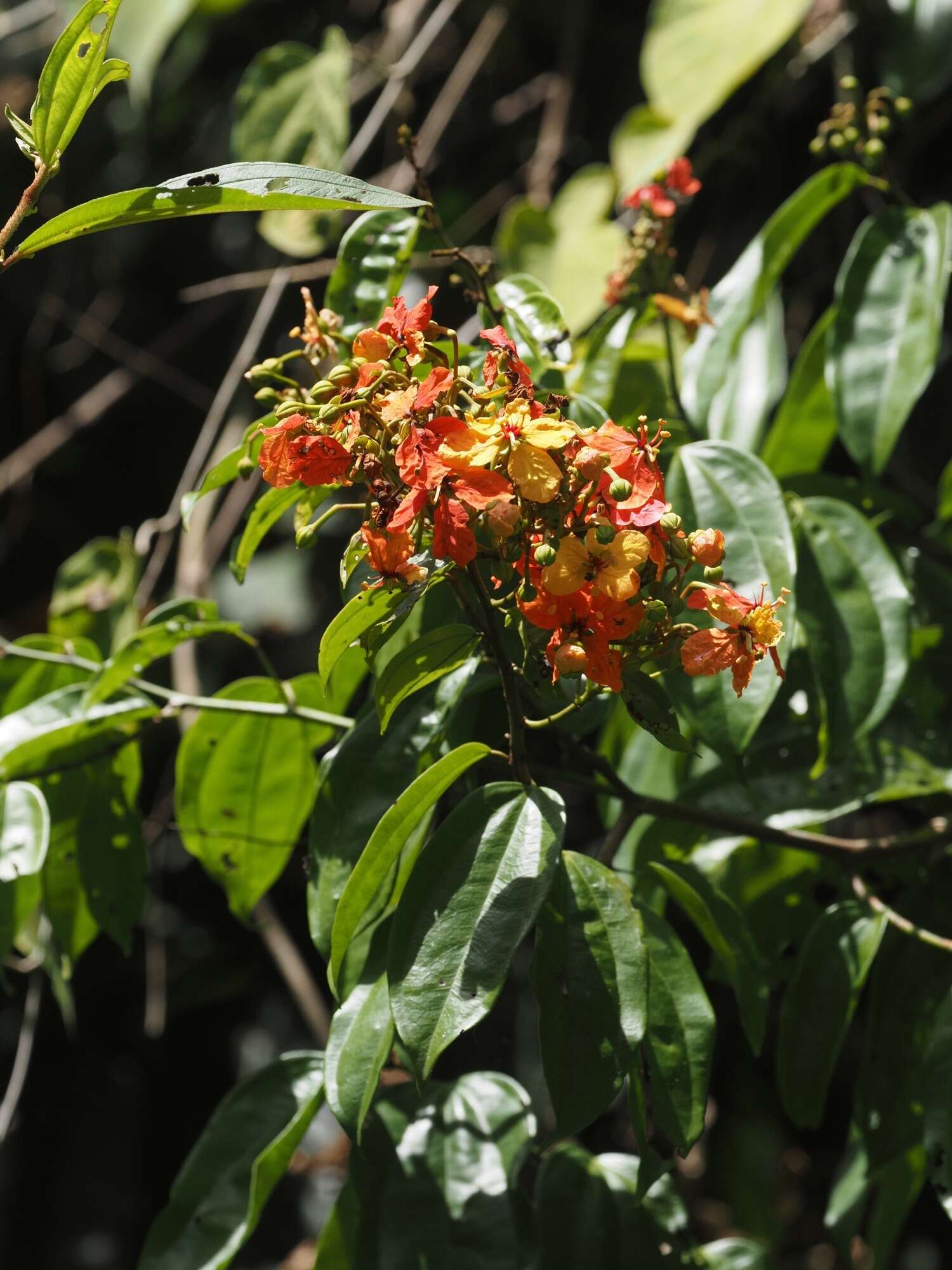 Image of Bauhinia kockiana var. kockiana