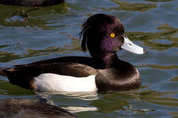 Image of Tufted Duck