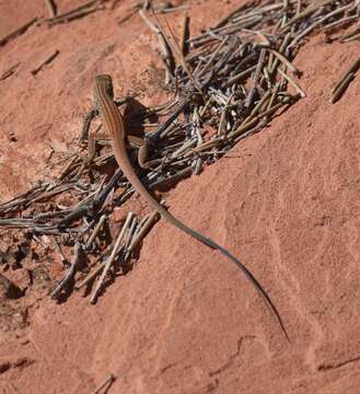 Sivun Aspidoscelis tigris tigris (Baird & Girard 1852) kuva