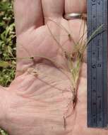 Image of Small-Flower Halfchaff Sedge