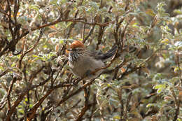 Image of White-browed Tit-Spinetail