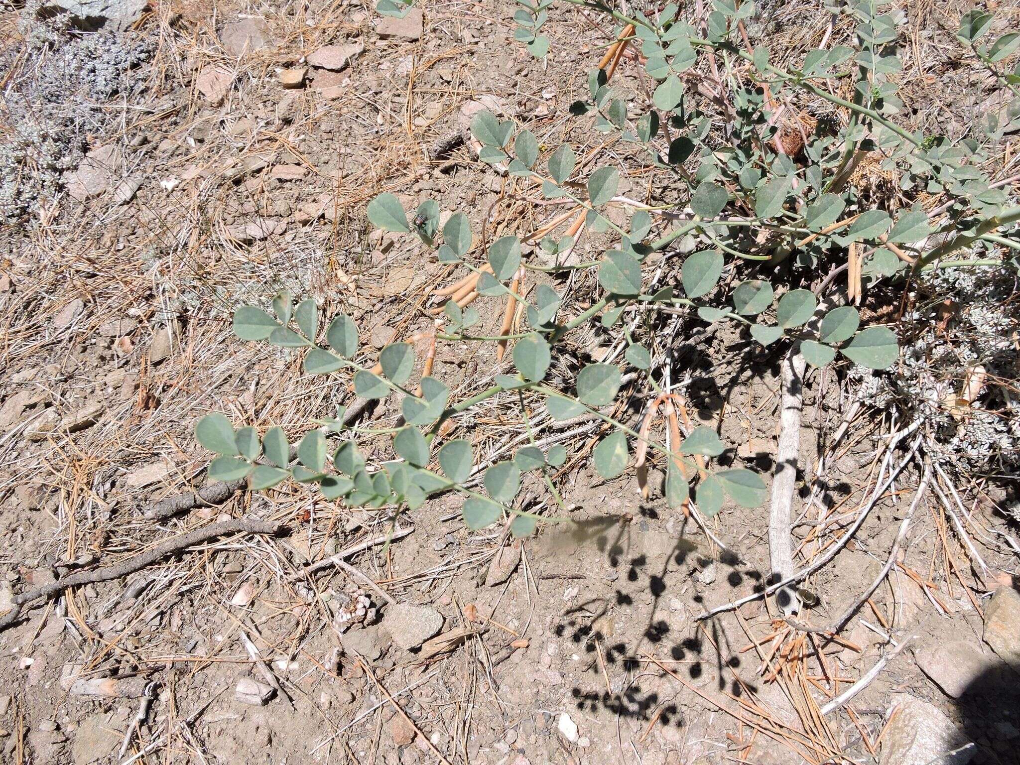 Image of big deervetch