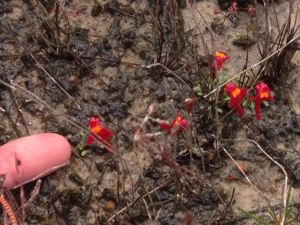 Image of Utricularia menziesii R. Br.