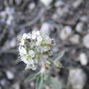 Image of Sphaerocardamum divaricatum (Rollins) Rollins