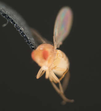 Image of fruit fly